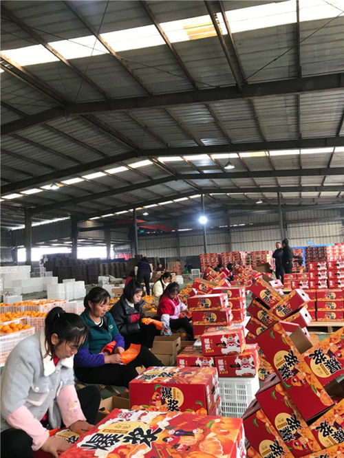 東坡區(qū) 打造精品水果 香飄國際市場